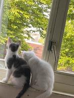2 lieve katers, Kater