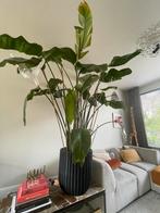 Grote strelitzia plant XL incl. pot, Huis en Inrichting, Kamerplanten, Ophalen, Halfschaduw, 200 cm of meer