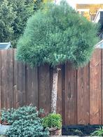 Mooie Pinus boom, Tuin en Terras, Planten | Bomen, Ophalen, Overige soorten