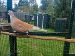 Koppel lachduiven in de kleur split, Dieren en Toebehoren, Meerdere dieren, Overige soorten