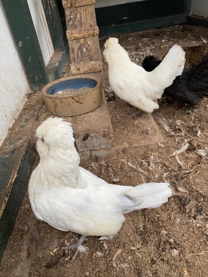 2 watermaalse baardkrielen wit met wat zwarte vlekken, Dieren en Toebehoren, Pluimvee, Kip, Vrouwelijk