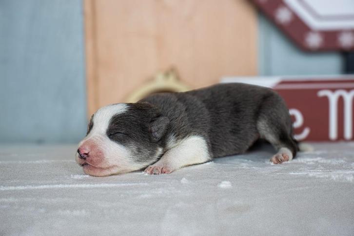 Border collie reutjes met fci stamboom uit geteste ouders, Dieren en Toebehoren, Honden | Herdershonden en Veedrijvers, Meerdere dieren