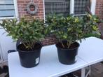 Ik heb nog 2 skimmia planten in potten over., Ophalen, Overige soorten, Volle zon