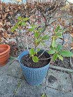 Rhododendron in pot, Overige soorten, Vaste plant, Ophalen of Verzenden, Halfschaduw