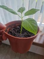 Madamjanet plantjes, Ophalen, Eenjarig, Groenteplanten, Volle zon