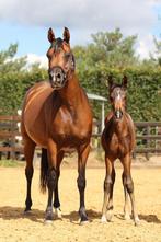 Arabisch merriveulen 2025 te koop, Dieren en Toebehoren, Minder dan 160 cm, Dressuurpaard, 0 tot 2 jaar, Onbeleerd