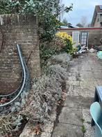 Lavendel planten, Volle zon, Vaste plant, Zomer, Ophalen