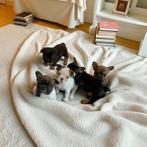 Mooie Franse Bulldog, Dieren en Toebehoren, Honden | Bulldogs, Pinschers en Molossers, Rabiës (hondsdolheid), 8 tot 15 weken, Bulldog