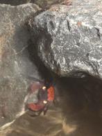 Vampierkrab, Dieren en Toebehoren, Vissen | Aquariumvissen, Vis