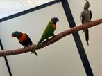 Jonge lories te reserveren!, Dieren en Toebehoren, Vogels | Parkieten en Papegaaien, Geslacht onbekend, Parkiet, Geringd