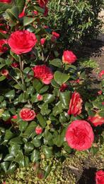 Prachtige Japanse Camelia Roos in de kleur wit, roze en rood, Ophalen