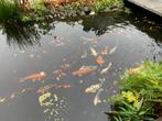 Koi Karpers, Dieren en Toebehoren, Vissen | Vijvervissen, Karper of Koi