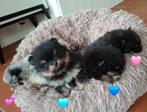 2 black and tan pomeranian/pomeriaan pups, Dieren en Toebehoren, Keeshond, Reu, 8 tot 15 weken, Meerdere