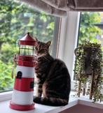 Gouden mandje gezocht voor Billy, Kater, 3 tot 5 jaar