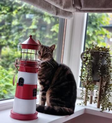 Gouden mandje gezocht voor kat Billy beschikbaar voor biedingen
