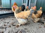 Brahma kriel, Dieren en Toebehoren, Pluimvee, Meerdere dieren, Kip