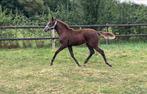 Twee fijne toekomstige sportpaarden, Dieren en Toebehoren, Paarden, Niet van toepassing, 0 tot 2 jaar, Meerdere dieren, 165 tot 170 cm