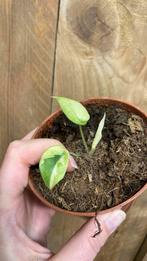 Alocasia black velvet plant mint aurea albo lime variegata, Ophalen of Verzenden