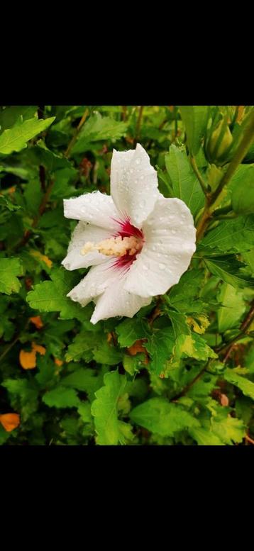 Onbespoten Hibiscus op Biologische wijze geteeld beschikbaar voor biedingen