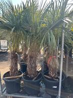 Trachycarpus Fortunei palmen, Tuin en Terras, Ophalen of Verzenden, Zomer, Volle zon, Palmboom