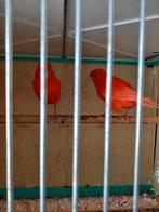 3. Kopples rood kanarie te koop, Mannelijk, Kleurkanarie