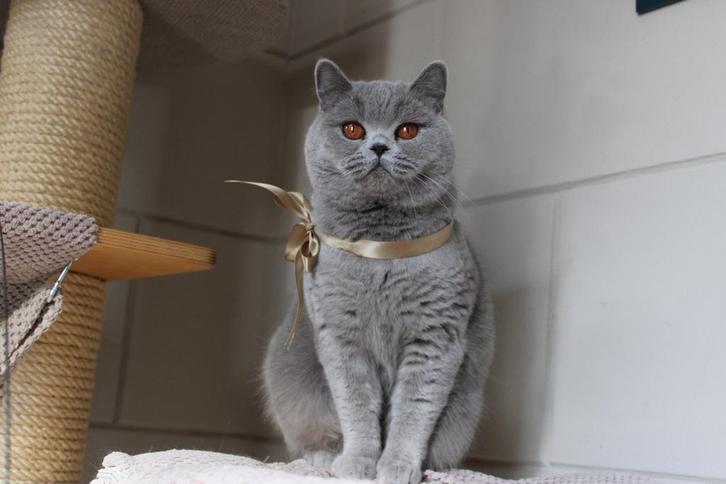 Brits korthaar, Dieren en Toebehoren, Katten en Kittens | Dekkaters, 3 tot 5 jaar
