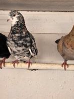 Almond kleurige sierduiven, Meerdere dieren, Overige soorten