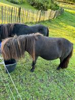 Mini shetlander, Dieren en Toebehoren, Pony's, Gechipt, Ruin, A pony (tot 1.17m), 7 tot 10 jaar