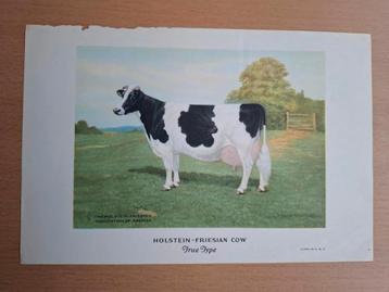 Vintage Litho van een Koe beschikbaar voor biedingen
