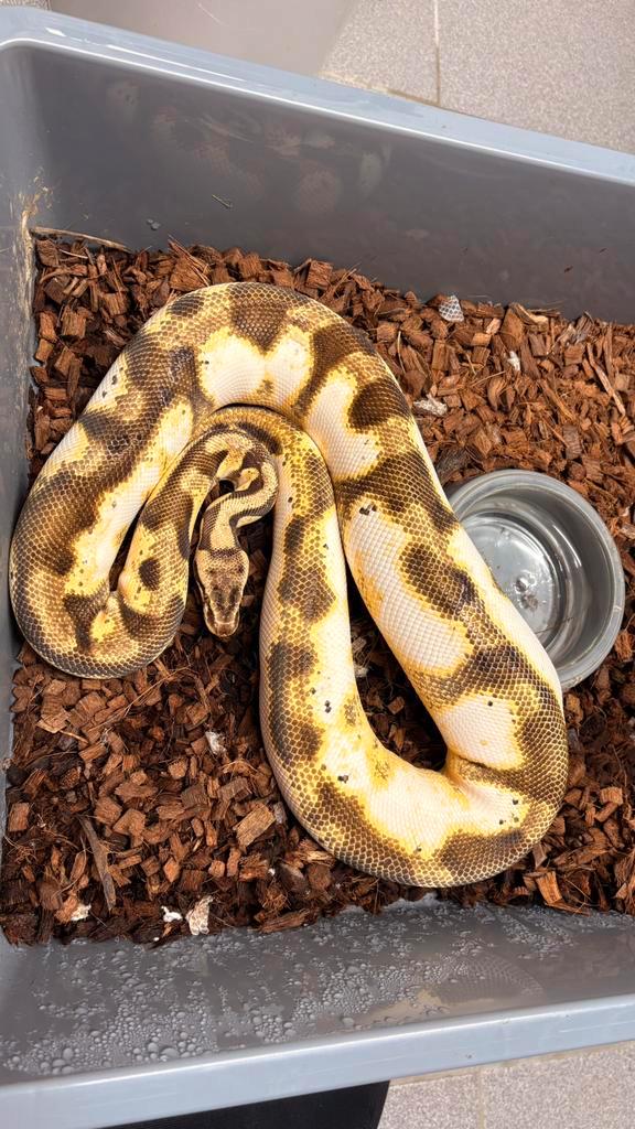 0.1 pastel enchi calico 100% het desert ghost ball python