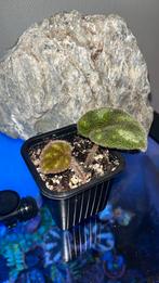 Begonia Ngoc Lac, Bloeiende kamerplant, Ophalen of Verzenden, Overige soorten, Minder dan 100 cm