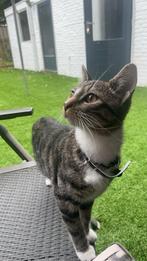 Kat, Dieren en Toebehoren, Kater