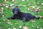 💙💙flatcoated retiever pups reutjes💙💙, Dieren en Toebehoren, Overige rassen, CDV (hondenziekte), 8 tot 15 weken, Meerdere dieren