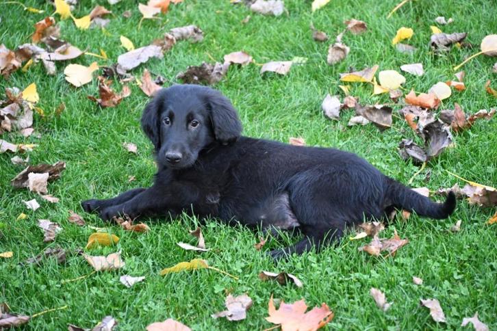 💙💙flatcoated retiever pups reutjes💙💙, Dieren en Toebehoren, Honden | Retrievers, Spaniëls en Waterhonden, Meerdere dieren