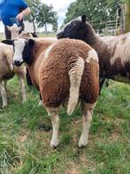Bonte en witte dekram, Dieren en Toebehoren, Schapen, Geiten en Varkens, Mannelijk, Schaap