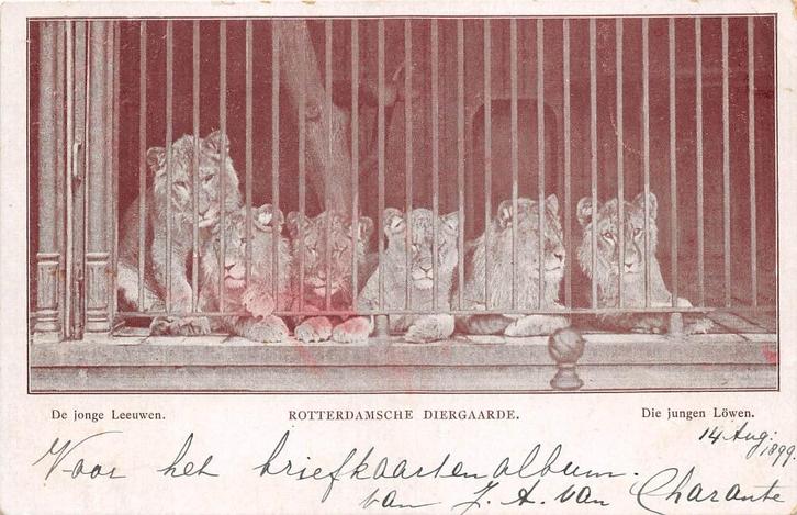 W258 Rotterdam Blijdorp Rotterdamse diergaarde Leeuwen, Verzamelen, Ansichtkaarten | Nederland, Gelopen, Zuid-Holland, Voor 1920