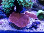 Stekken rode montipora plaat, diverse stukken, Ophalen, Plant(en), Steen of Hout