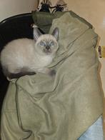 Hele mooie 50% ragdoll kittens, Dieren en Toebehoren, Katten en Kittens | Raskatten | Korthaar, Meerdere dieren