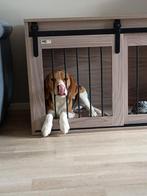 Jonge beagle, Dieren en Toebehoren, Beagle, 15 weken tot 1 jaar, Reu, Parvo