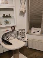 Scottish Fold Kittens, Poes, Ontwormd, 0 tot 2 jaar