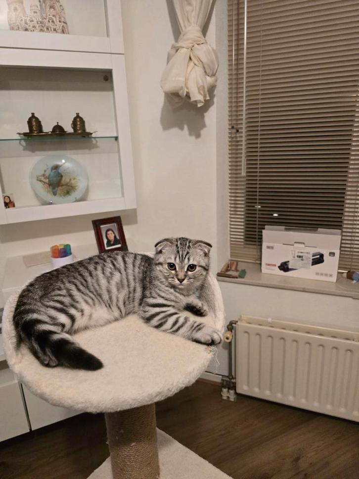 Scottish Fold Kittens, Dieren en Toebehoren, Katten en Kittens | Raskatten | Korthaar, Poes, 0 tot 2 jaar, Ontwormd, Ingeënt