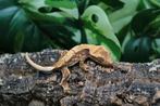 Wimpergekko nakweekje, Dieren en Toebehoren, Reptielen en Amfibieën