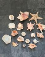 Mooie grote verzameling schelpen, Ophalen of Verzenden, Schelp(en)
