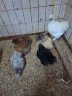 Broed eieren van zijdehoen kriel, Dieren en Toebehoren, Ophalen of Verzenden, Nieuw, Overige typen