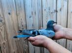 Laat jong 2025 Peter Janssen x Gebr. Homma, Dieren en Toebehoren, Vogels | Duiven