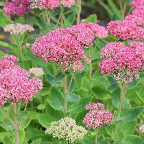Hemelsleutel sedum vetkruid vaste tuinplant, Tuin en Terras, Planten | Tuinplanten, Vaste plant, Zomer, Ophalen
