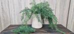 Kunst hangplant larix, ., Nieuw, Ophalen of Verzenden, .