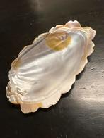 Mooie decoratieve schelp paarlemoer, Verzamelen, Mineralen en Fossielen, Ophalen of Verzenden, Schelp(en)