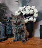 Maine Coon kittens met stamboom, Dieren en Toebehoren, Katten en Kittens | Raskatten | Langhaar, Meerdere dieren, Met stamboom