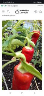 groente kweek punt paprika en normale paprika, Ophalen, Volle zon, Groenteplanten, Eenjarig